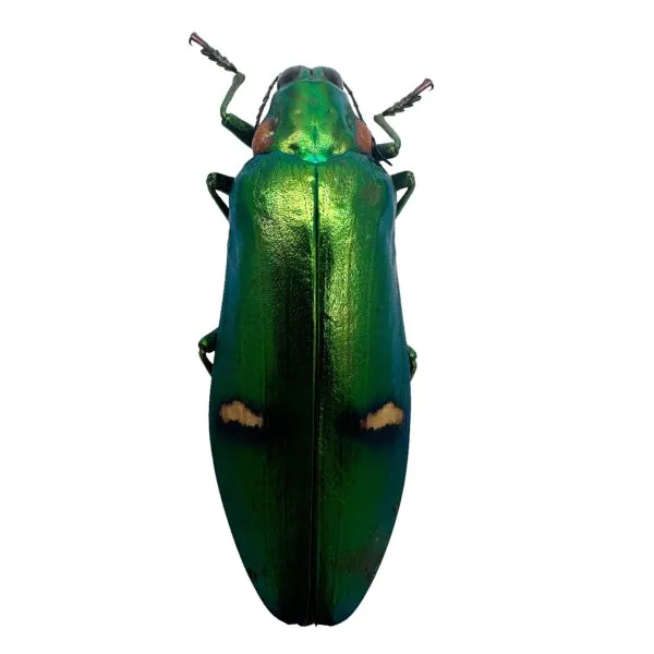 Green Metallic Wood-Boring Beetle (Megaloxantha bicolor othanii) Insect - TaxidermyArtistry