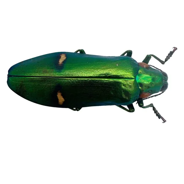 Green Metallic Wood-Boring Beetle (Megaloxantha bicolor othanii) Insect - TaxidermyArtistry
