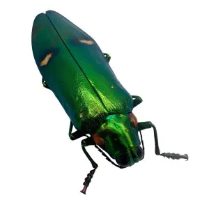 Green Metallic Wood-Boring Beetle (Megaloxantha bicolor othanii) Insect - TaxidermyArtistry