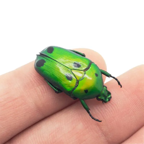 Green Scarab Beetle (Heterorrhina sexmaculata) - TaxidermyArtistry