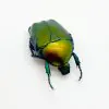 Green Scarab Beetle (Protaetia speciosa) - TaxidermyArtistry