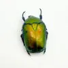 Green Scarab Beetle (Protaetia speciosa) - TaxidermyArtistry