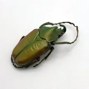 Green Scarab Beetle (Theodosia maindoroni) - TaxidermyArtistry