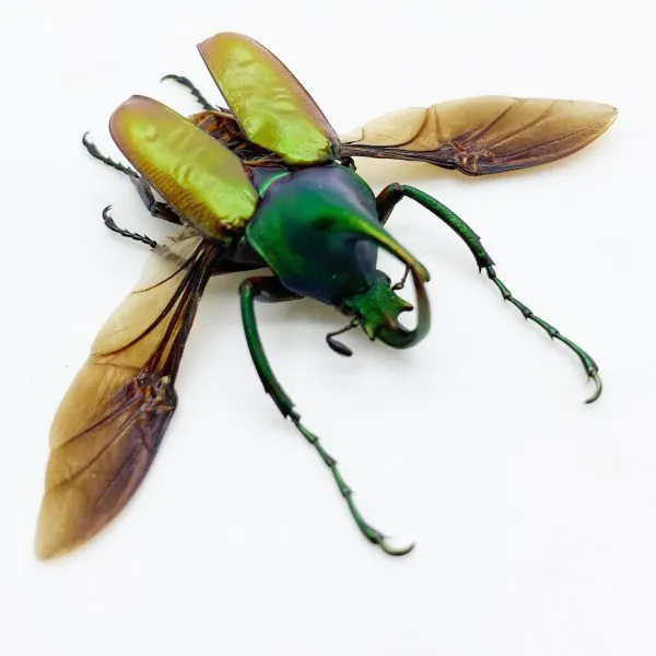 Green Scarab Beetle (Theodosia nobuyukii) (Spread) - TaxidermyArtistry