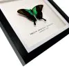 Green Swallowtail Butterfly Frame (Papilio peranthus transiens) - TaxidermyArtistry