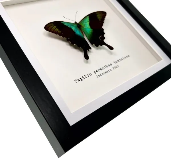 Green Swallowtail Butterfly Frame (Papilio peranthus transiens) - TaxidermyArtistry