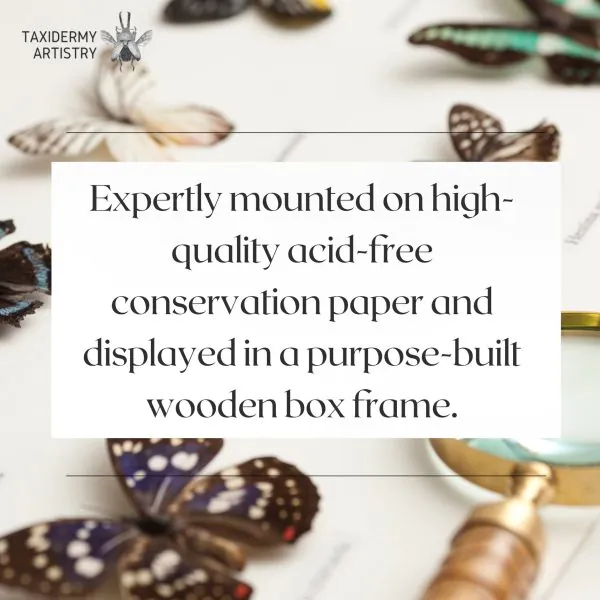 Green Swallowtail Butterfly Frame (Papilio peranthus transiens) - TaxidermyArtistry