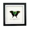 Green Swallowtail Butterfly Frame (Papilio peranthus transiens) - TaxidermyArtistry