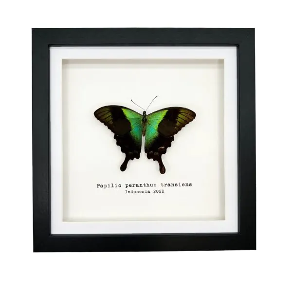 Green Swallowtail Butterfly Frame (Papilio peranthus transiens) - TaxidermyArtistry