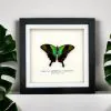 Green Swallowtail Butterfly Frame (Papilio peranthus transiens) - TaxidermyArtistry
