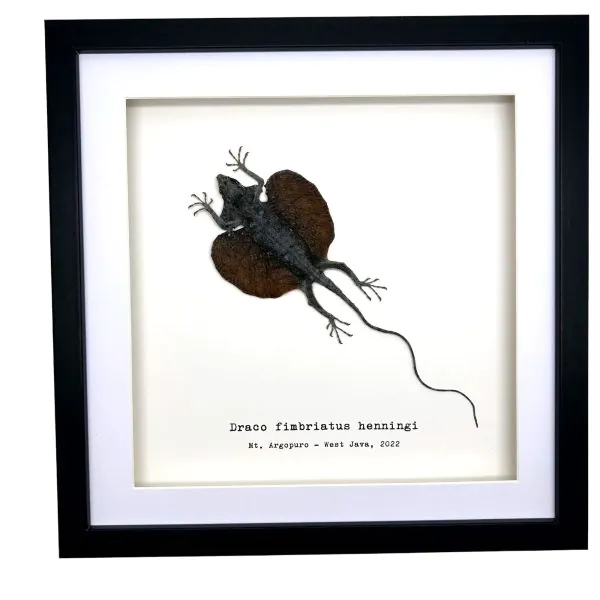 Grey Draco Flying Lizard (Draco fimbriatus henningi) Framed Specimen - TaxidermyArtistry