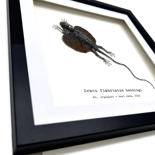 Grey Draco Flying Lizard (Draco fimbriatus henningi) Framed Specimen - TaxidermyArtistry