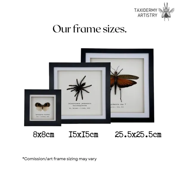 Grey Draco Flying Lizard (Draco fimbriatus henningi) Framed Specimen - TaxidermyArtistry