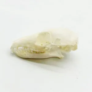 Horsfield's treeshrew Skull Tupaia javanica - TaxidermyArtistry