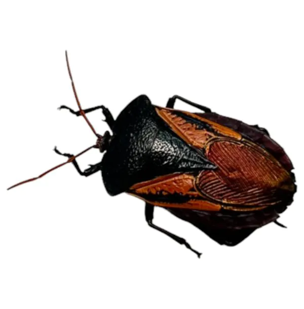 Iridescent Shield Bug (Oncomeris flavicornis) - TaxidermyArtistry