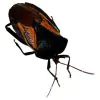 Iridescent Shield Bug (Oncomeris flavicornis) - TaxidermyArtistry