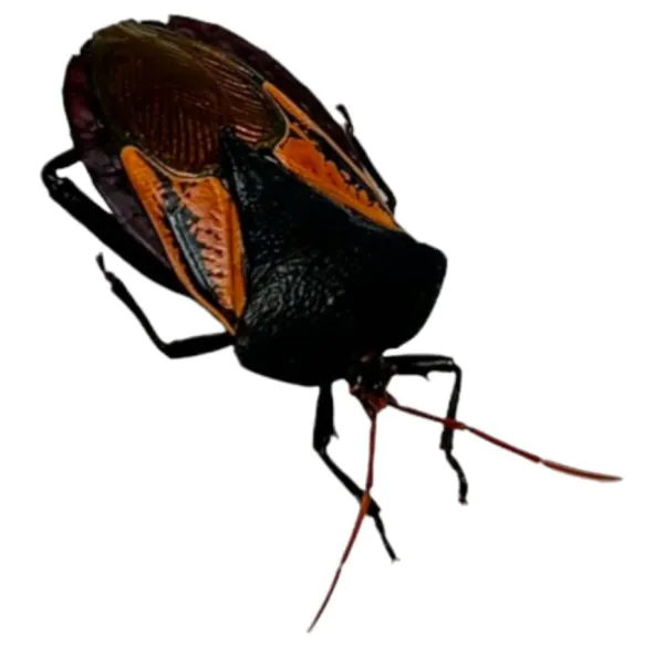 Iridescent Shield Bug (Oncomeris flavicornis) - TaxidermyArtistry