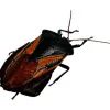 Iridescent Shield Bug (Oncomeris flavicornis) - TaxidermyArtistry