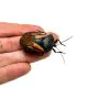 Iridescent Shield Bug (Oncomeris flavicornis) - TaxidermyArtistry