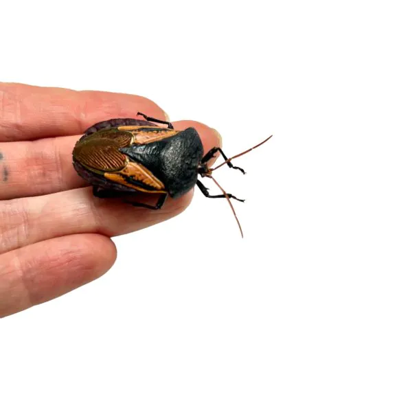 Iridescent Shield Bug (Oncomeris flavicornis) - TaxidermyArtistry