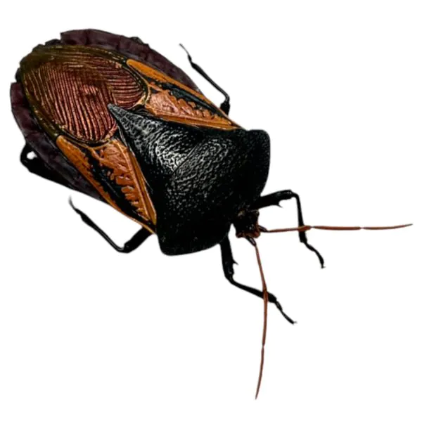 Iridescent Shield Bug (Oncomeris flavicornis) - TaxidermyArtistry