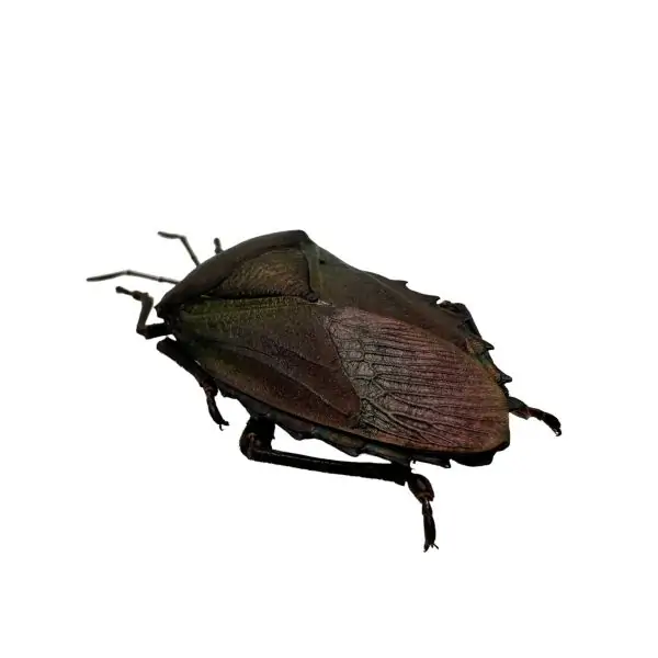 Iridescent Shield Bug (Serrocarpona celebensis) - TaxidermyArtistry