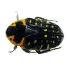 Jewel Like Green Spotted Beetle (Euchroea clementi riphaeus) Insect - TaxidermyArtistry