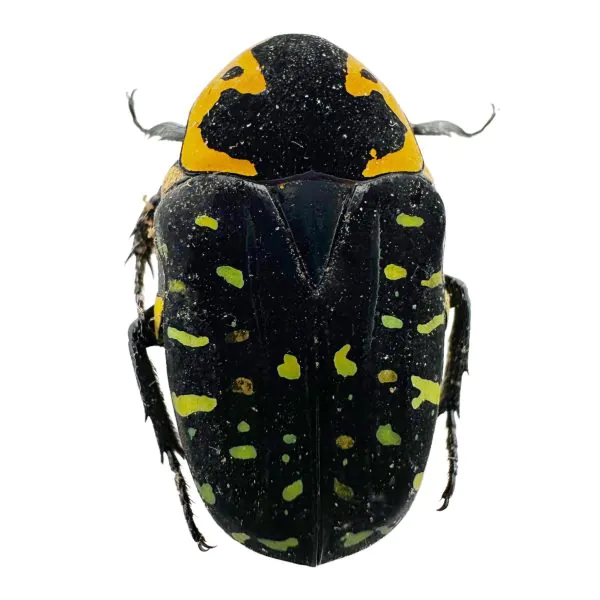 Jewel Like Green Spotted Beetle (Euchroea clementi riphaeus) Insect - TaxidermyArtistry