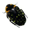 Jewel Like Green Spotted Beetle (Euchroea clementi riphaeus) Insect - TaxidermyArtistry