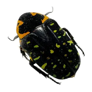 Jewel Like Green Spotted Beetle (Euchroea clementi riphaeus) Insect - TaxidermyArtistry