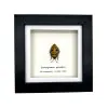 Jewel Man Face Shield Bug (Eucorysses grandis) Frame - TaxidermyArtistry