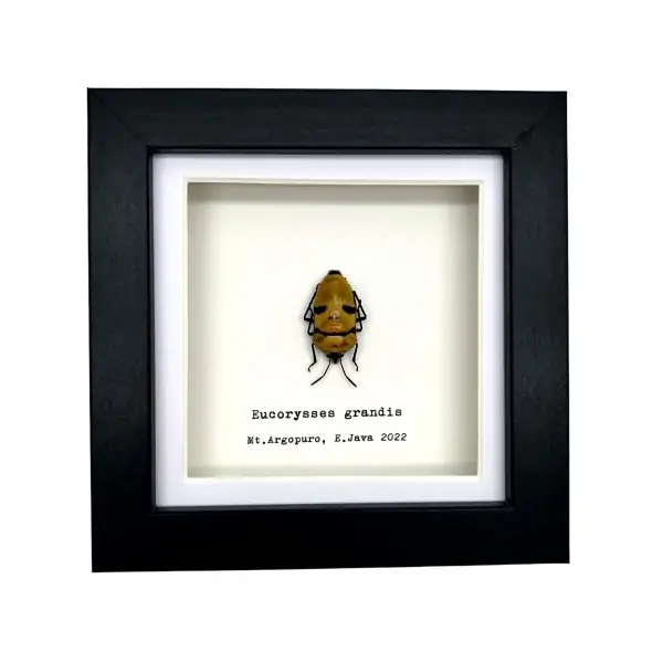 Jewel Man Face Shield Bug (Eucorysses grandis) Frame - TaxidermyArtistry