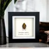 Jewel Man Face Shield Bug (Eucorysses grandis) Frame - TaxidermyArtistry