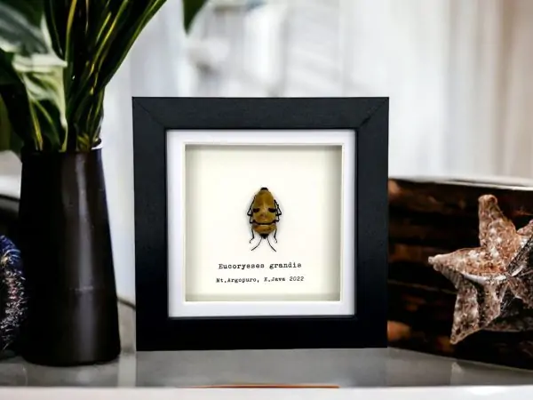 Jewel Man Face Shield Bug (Eucorysses grandis) Frame - TaxidermyArtistry