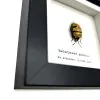 Jewel Man Face Shield Bug (Eucorysses grandis) Frame - TaxidermyArtistry