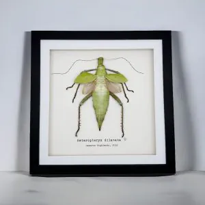 Jungle Nymph (Heteropteryx dilatata) Framed Specimen - TaxidermyArtistry