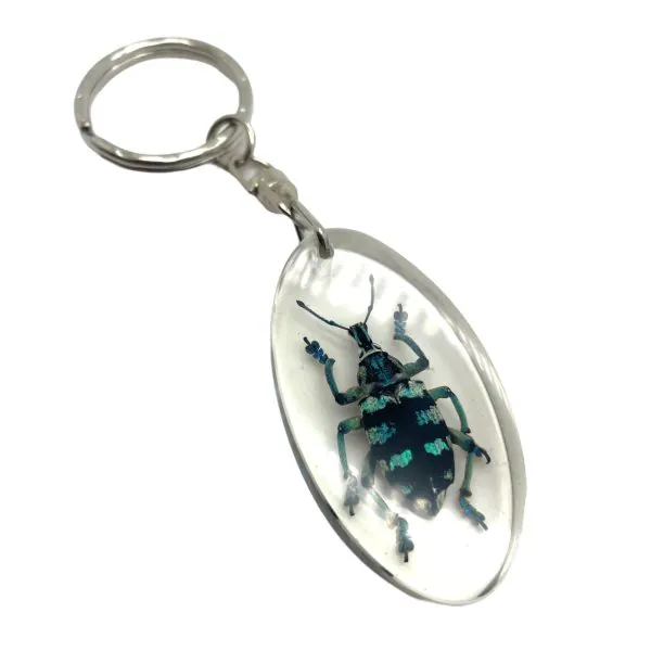Keyring Resin Blue Banded Weevil Beetle Eupholus linnei Entomology Insect - TaxidermyArtistry