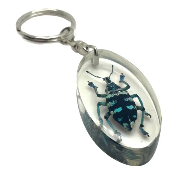Keyring Resin Blue Banded Weevil Beetle Eupholus linnei Entomology Insect - TaxidermyArtistry