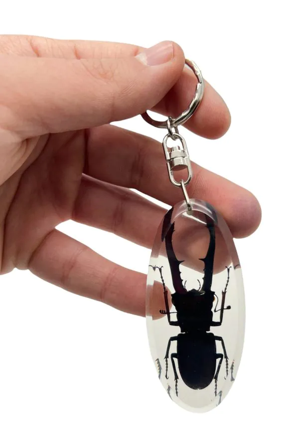 Keyring Resin Longjaw Beetle (Cyclommatus metallifer) Entomology Insect - TaxidermyArtistry