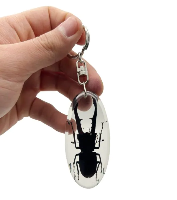 Keyring Resin Longjaw Beetle (Cyclommatus metallifer) Entomology Insect - TaxidermyArtistry