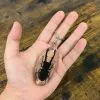 Keyring Resin Longjaw Beetle (Cyclommatus metallifer) Entomology Insect - TaxidermyArtistry