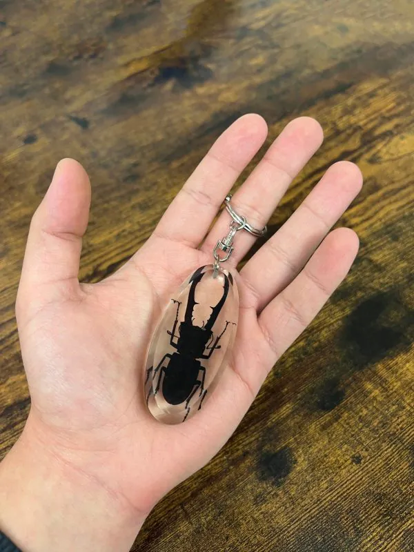 Keyring Resin Longjaw Beetle (Cyclommatus metallifer) Entomology Insect - TaxidermyArtistry