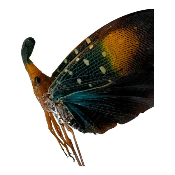 Lanterfly (Pyrops gunjii) - TaxidermyArtistry
