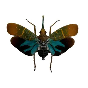 Lantern Bug (Saiva transversolineata) - TaxidermyArtistry