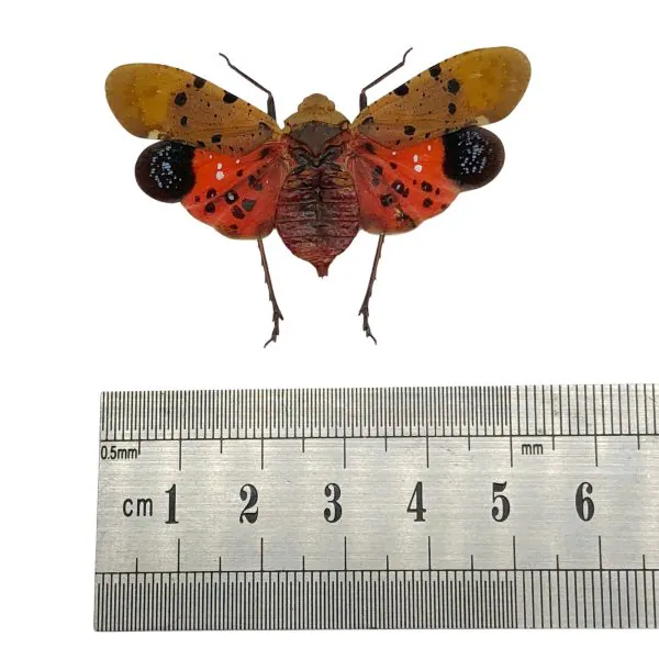 Lantern Fly (Penthicodes atomaria) Insect - TaxidermyArtistry