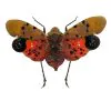 Lantern Fly (Penthicodes atomaria) Insect - TaxidermyArtistry