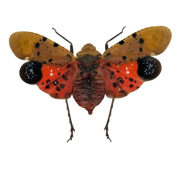 Lantern Fly (Penthicodes atomaria) Insect - TaxidermyArtistry