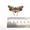 Lantern Fly (Penthicodes farinosa borneo) Insect - TaxidermyArtistry