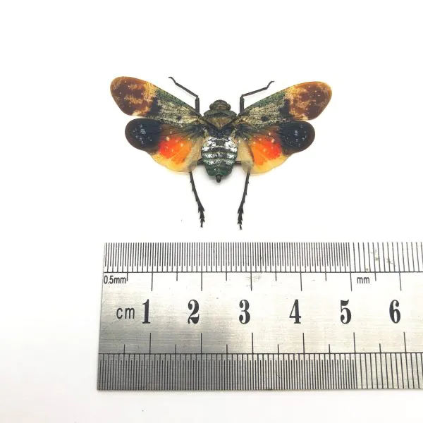 Lantern Fly (Penthicodes farinosa borneo) Insect - TaxidermyArtistry