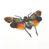 Lantern Fly (Penthicodes farinosa borneo) Insect - TaxidermyArtistry